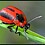 WebNomade